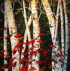 Maya Eventov Autumn Birches painting